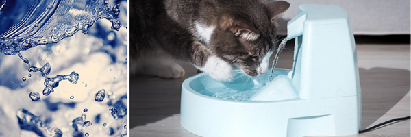 Fontaine à eau pour chat - Quelle fontaine à eau pour chat choisir