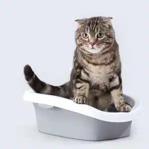 Bac à litière bas trop petit pour le chat gris qui est dedans.
