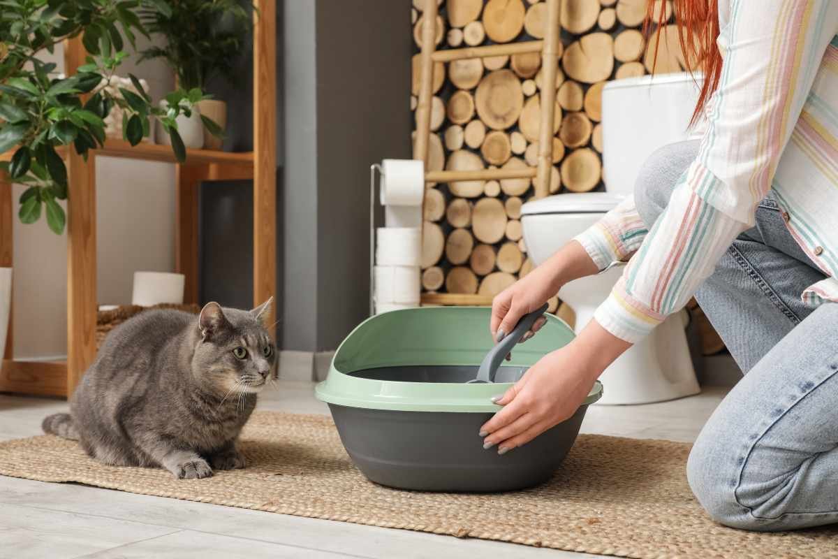 chat avec sa litière et son humaine