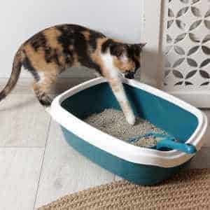 Chat qui met une patte dans sa litière