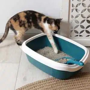 Chat qui met une patte dans sa litière
