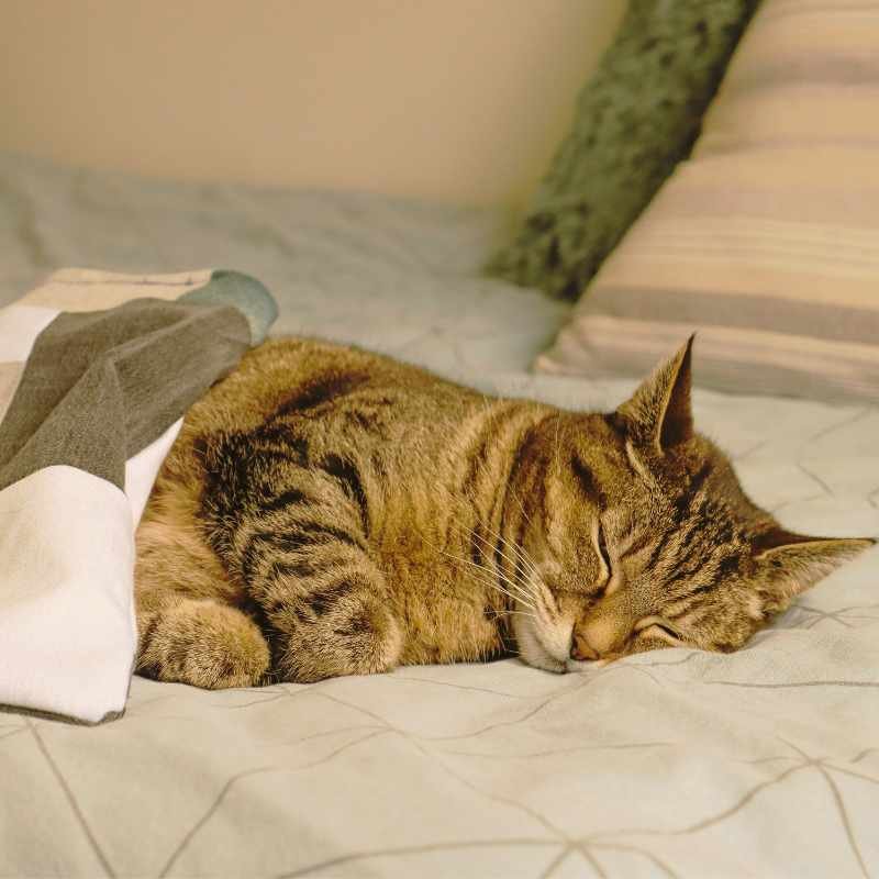 Chat âgé qui dort paisiblement sur un lit sous un plaid