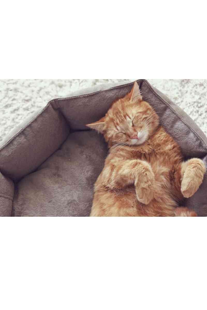 Chat qui dort dans un panier gris