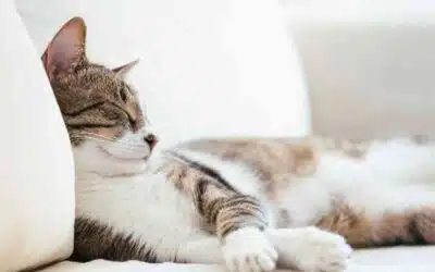 Le guide complet pour un hiver tout doux avec ton chat