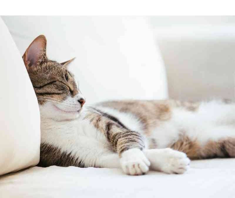 Le guide complet pour un hiver tout doux avec ton chat