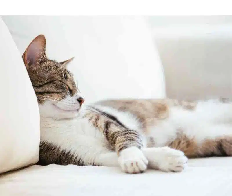 Le guide complet pour un hiver tout doux avec ton chat
