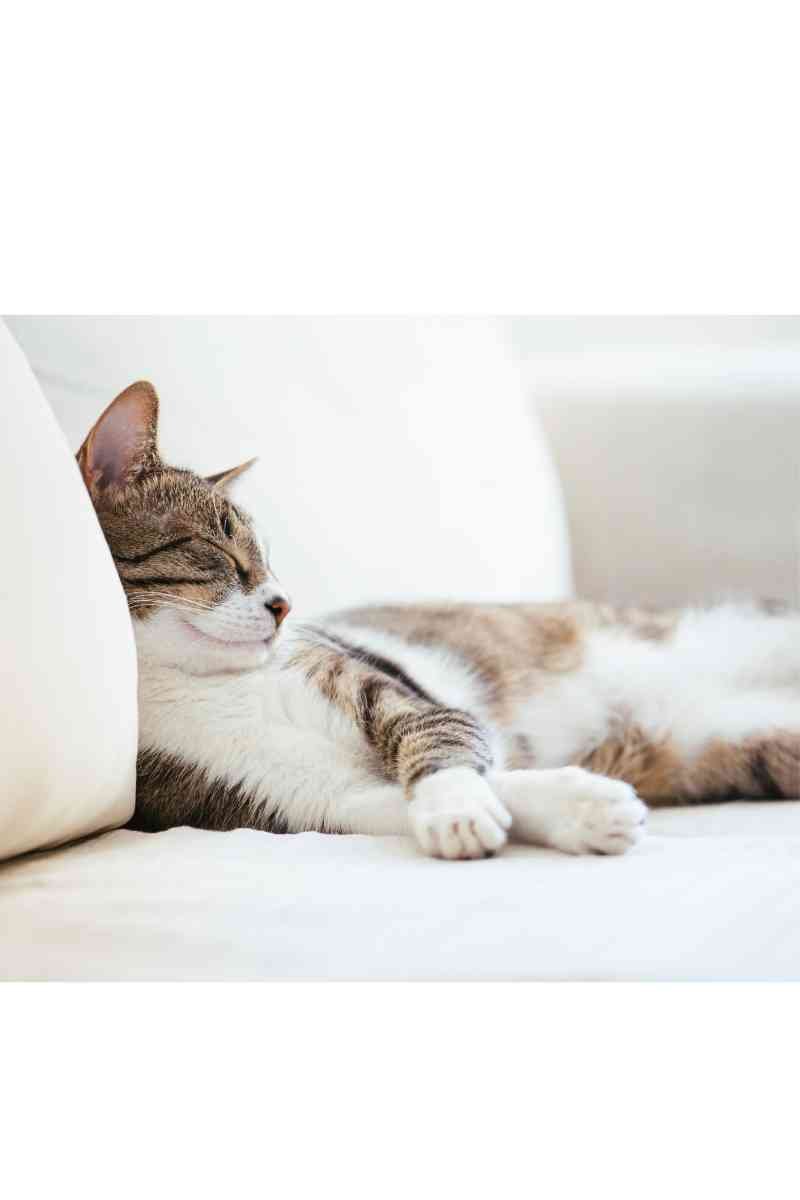 Chat au chaud pour l'hiver