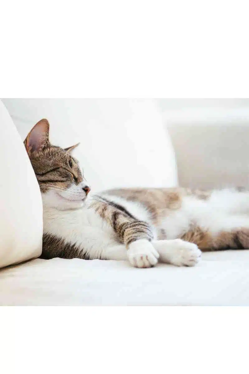 Chat au chaud pour l'hiver