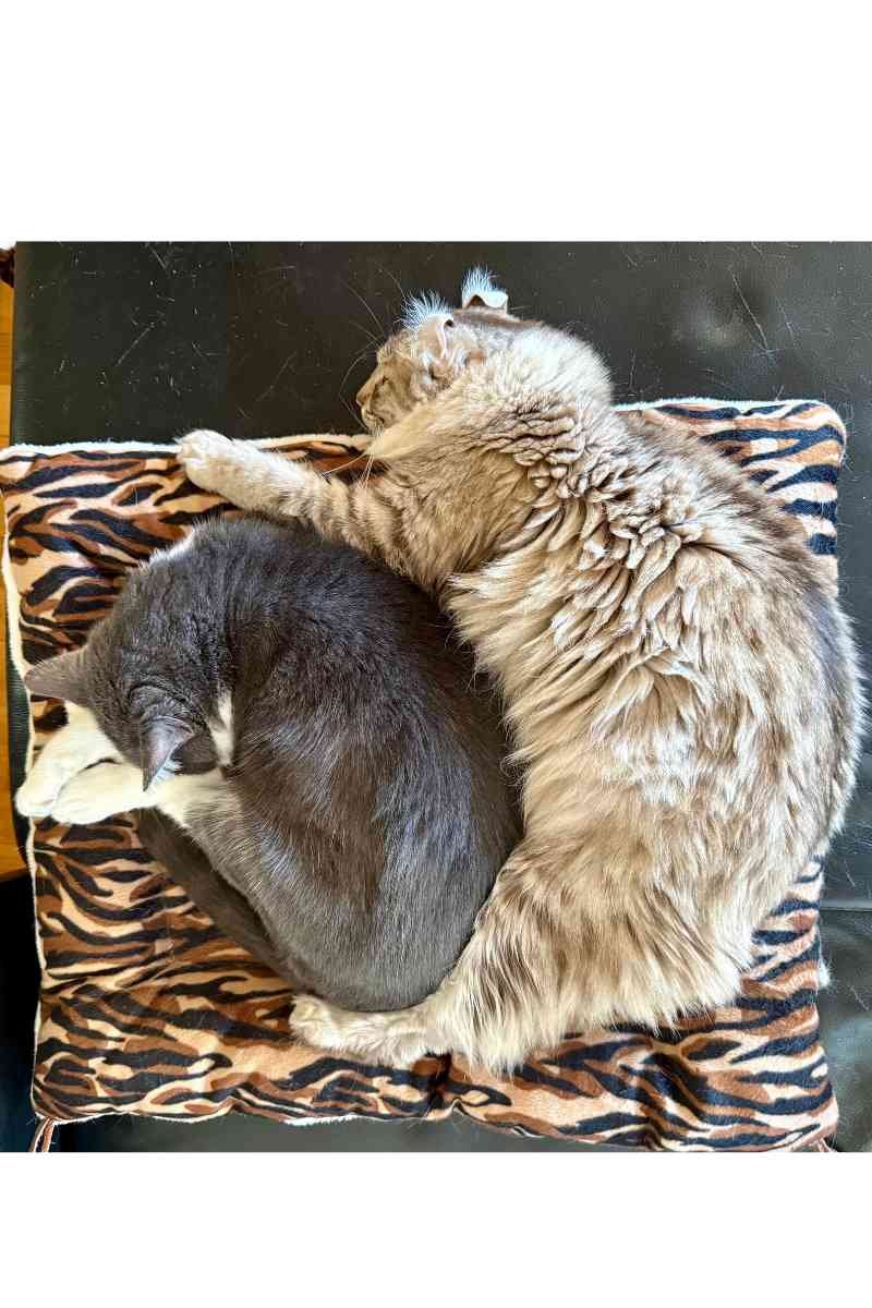 2 chats qui dorment ensemble